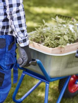 Unrecognizable man psushing wheelbarrow full of seedling